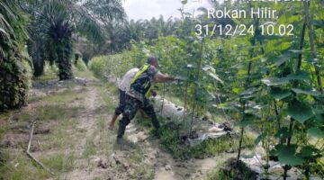 Tingkatkan Program HAN Pangan, Personil Koramil Koramil 04/Kubu Dampingi Petani.