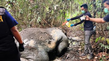 Adanya Penemuan Gajah Mati di Areal hutan dikecamatan Ukui